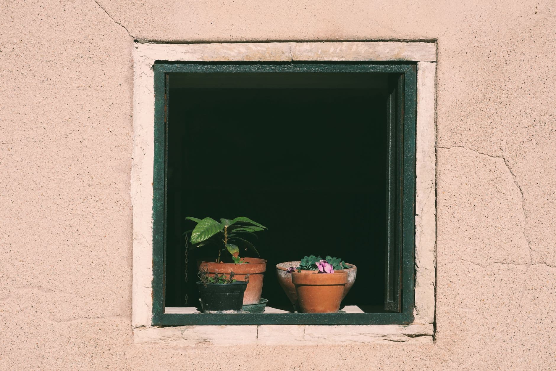 Potted plant
